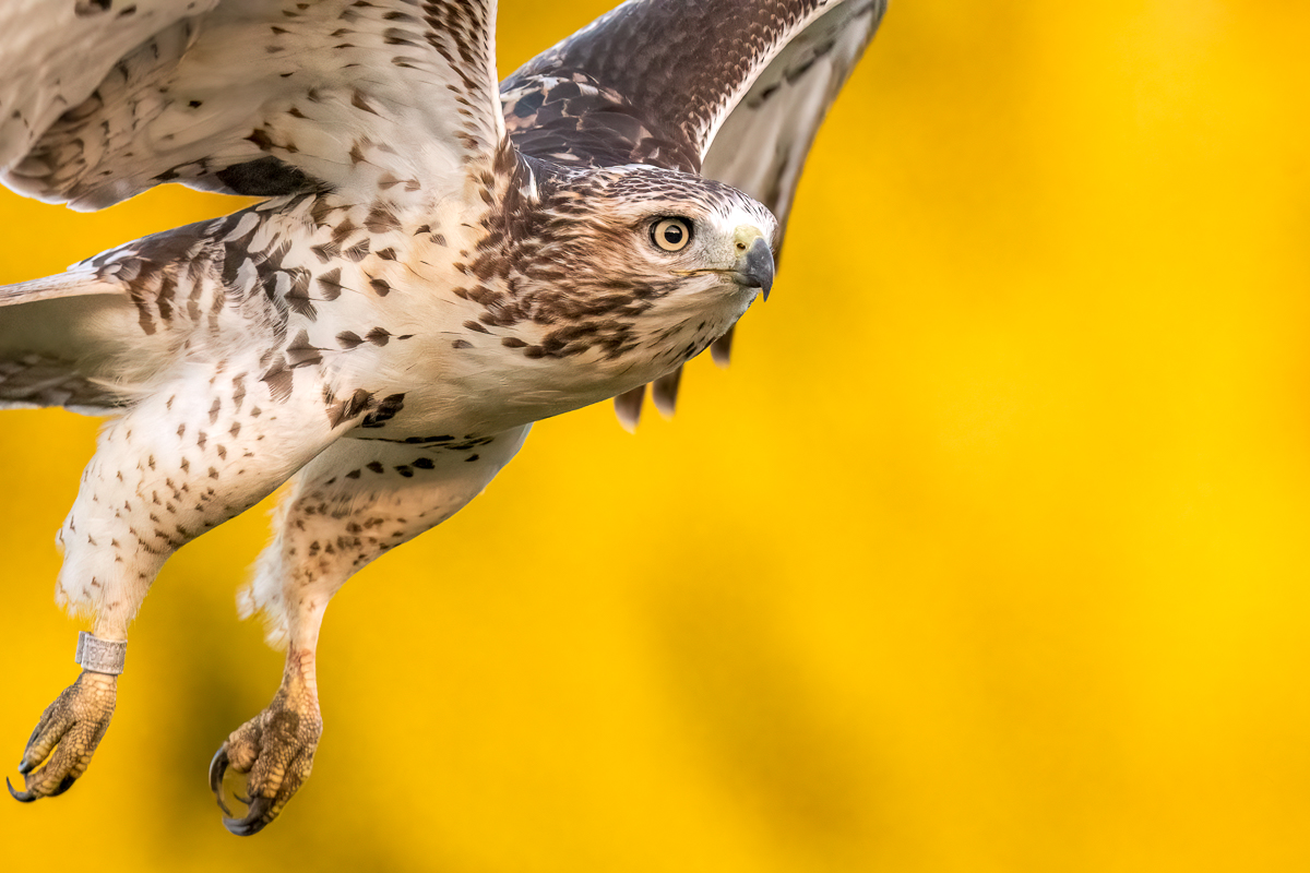 red-tailed hawk in flight.jpg