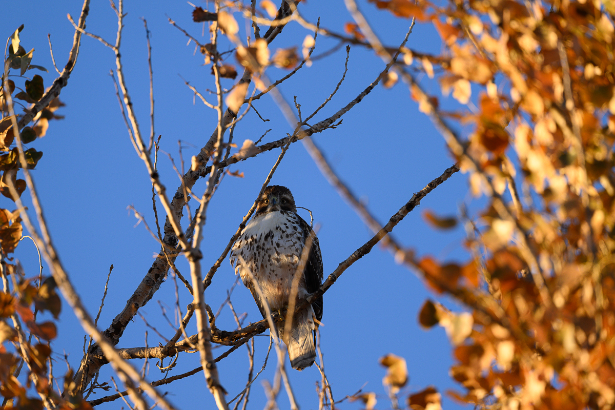 Red-tailed Hawk.jpg