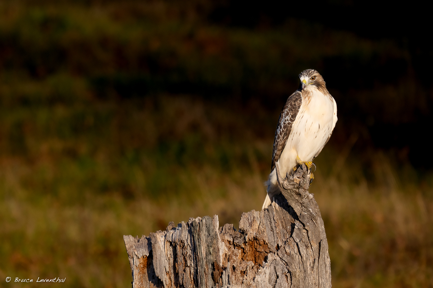 Red-tailed HawkZ8L_7926.jpg