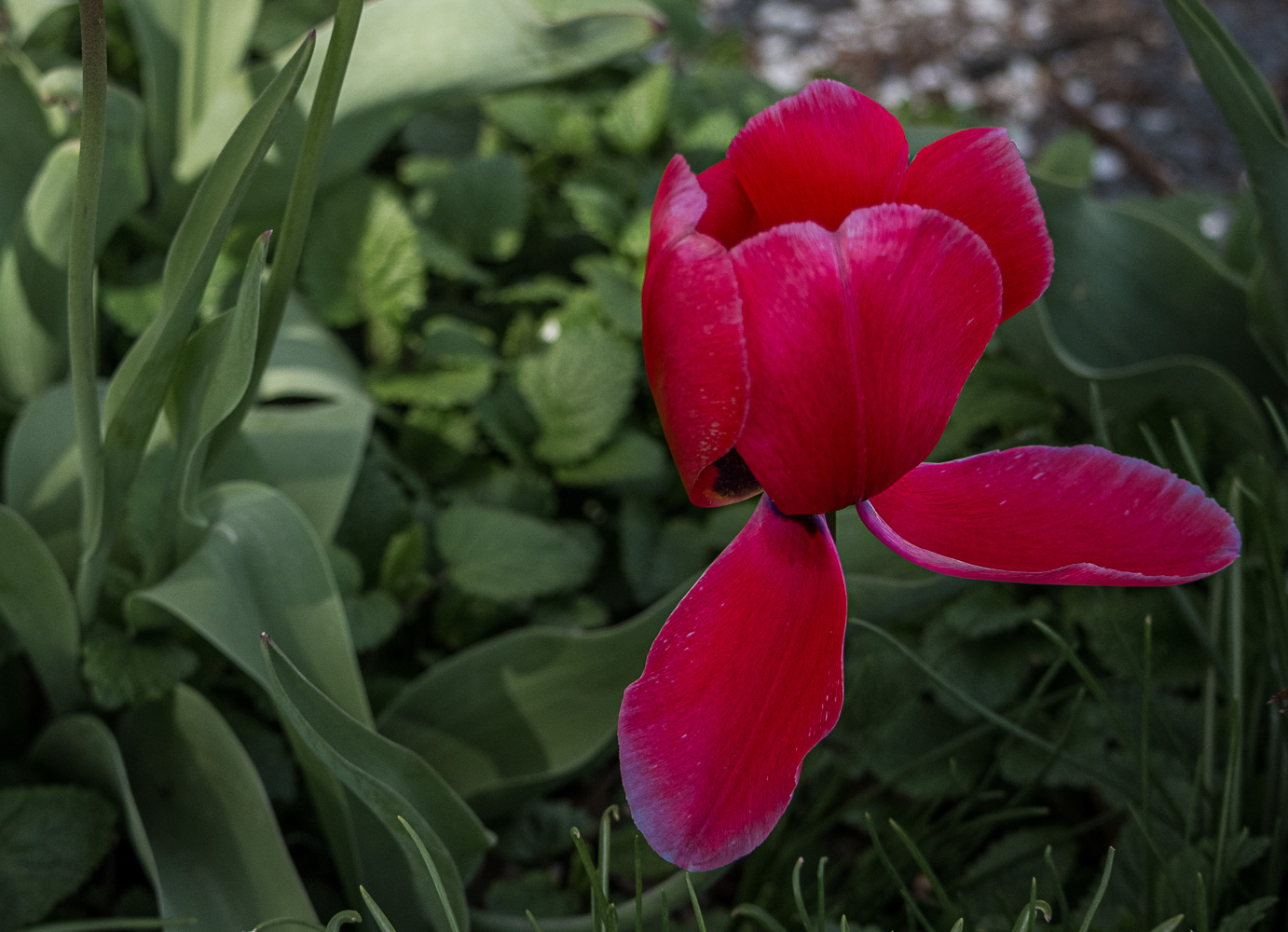 red tulip-2186.jpg