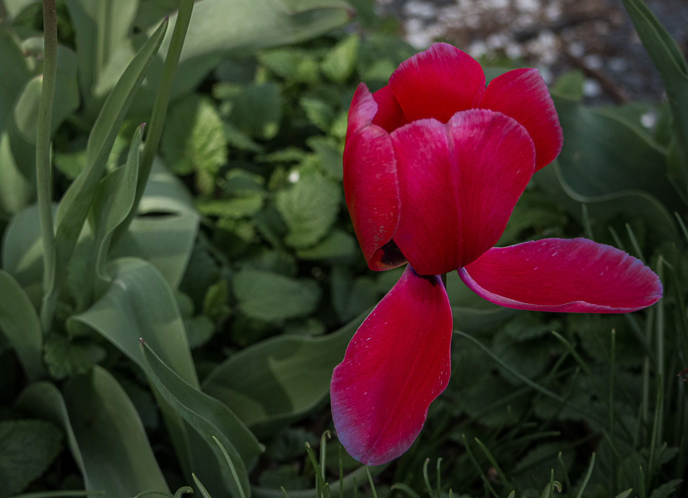 red tulip take 2-2186.jpg