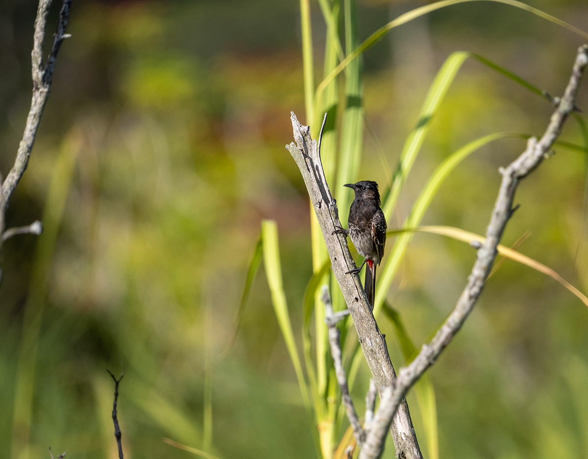 Red Vented Bulbul BCG P9042625.jpg