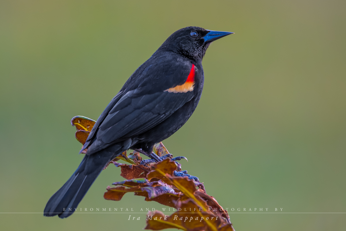 Red-winged Blackbird-2.jpg