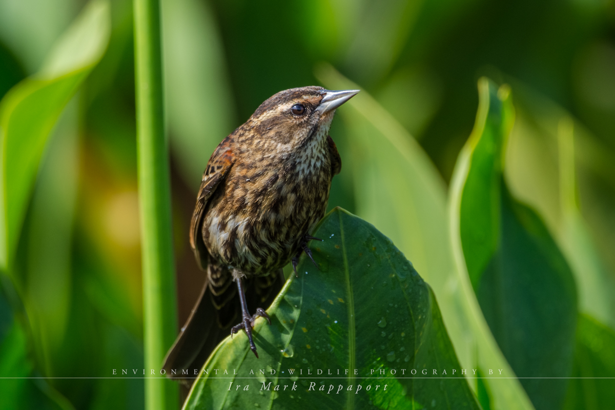 Red-winged Blackbird-3.jpg