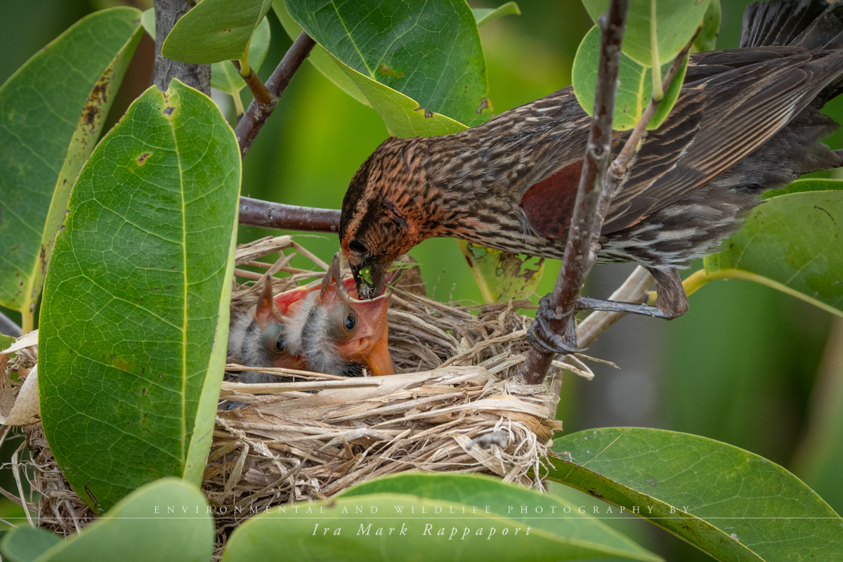 Red-winged Blackbird and her chicks 2.jpg