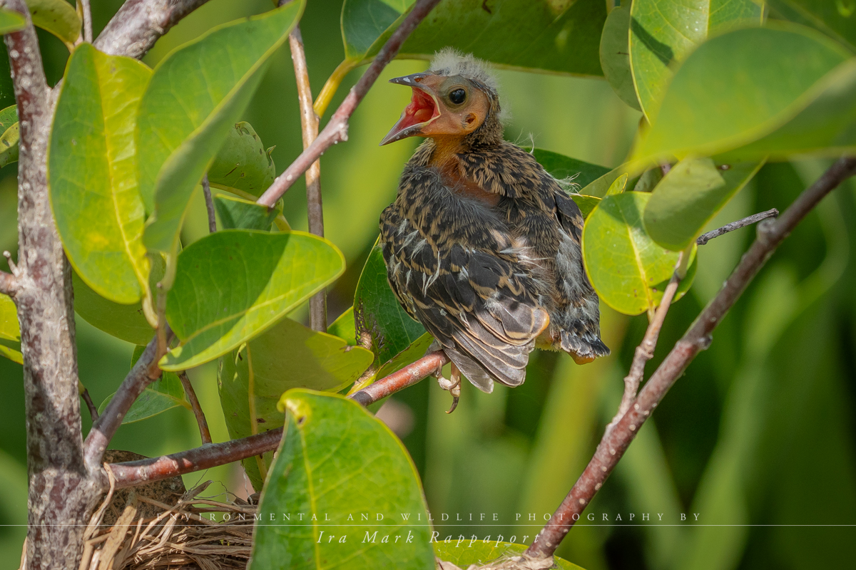 Red-winged Blackbird chick branching.jpg