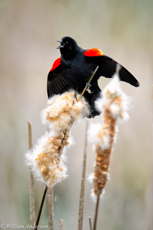Red-winged Blackbird.jpg