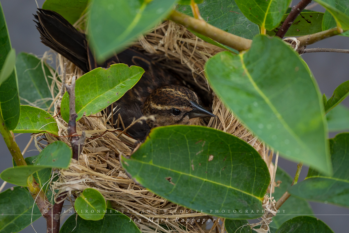 Red-winged Blackbird on it's nest.jpg