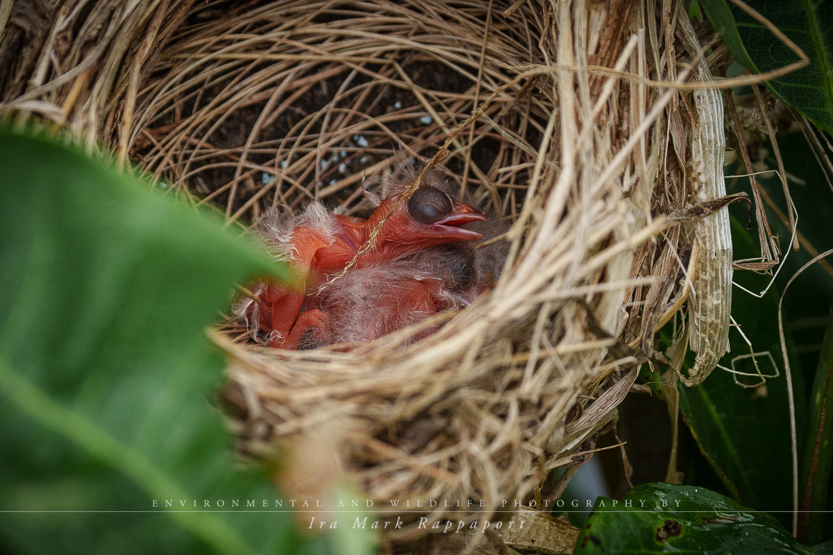 Red-winged Blackbirds in their nest.jpg