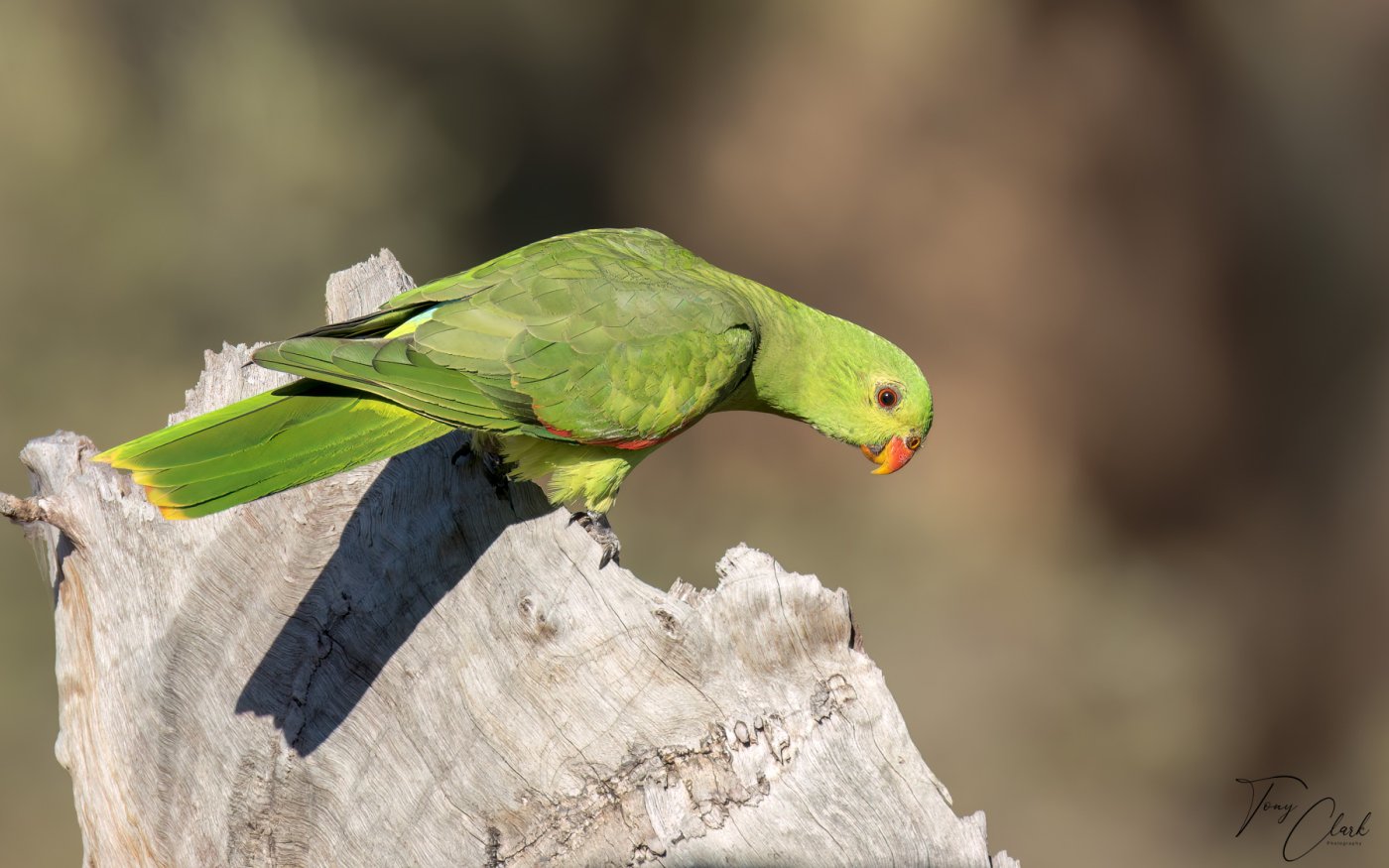 Red Winged Parrot Charleville Qld.jpg