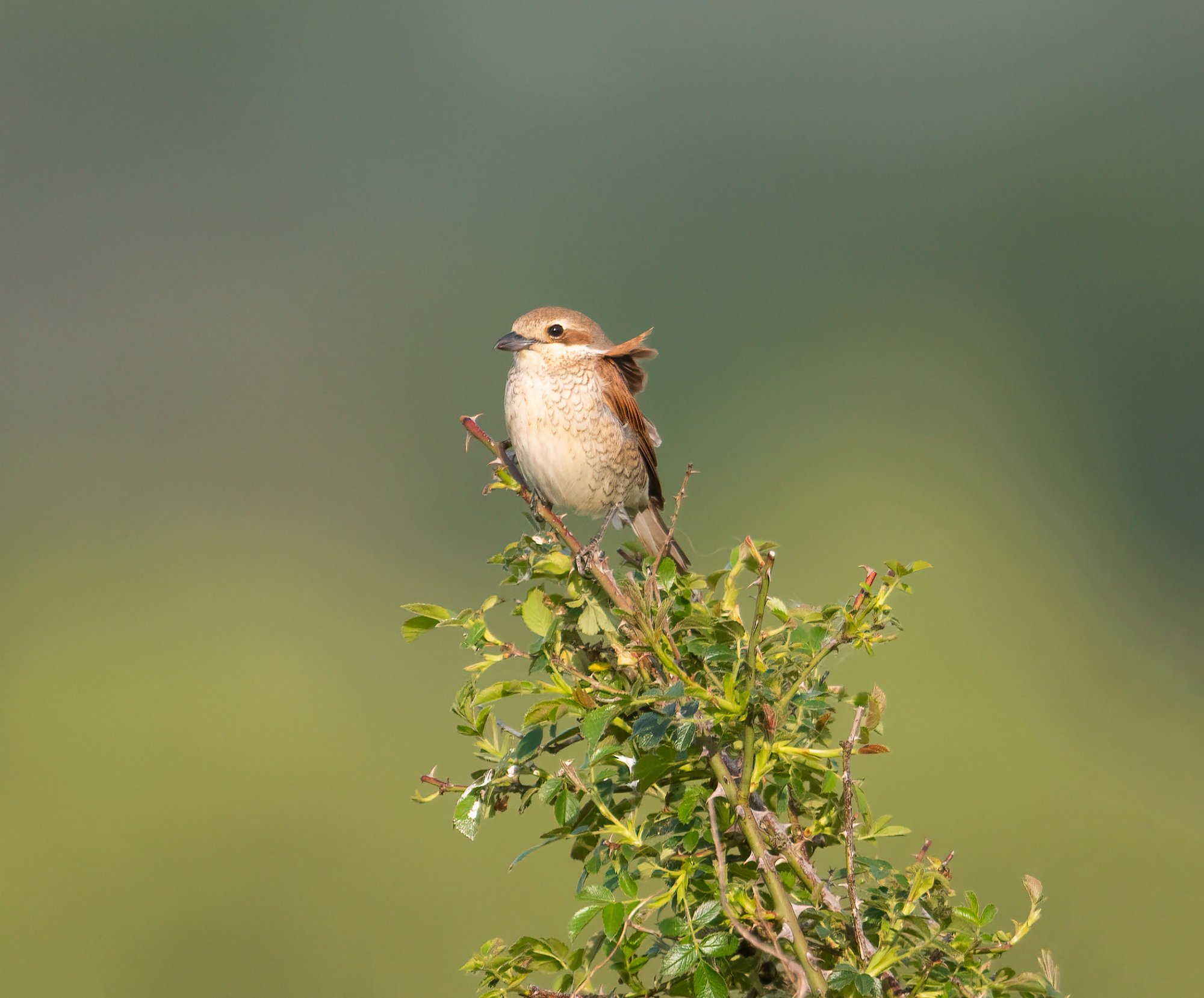 Red_backed_shrike.jpg