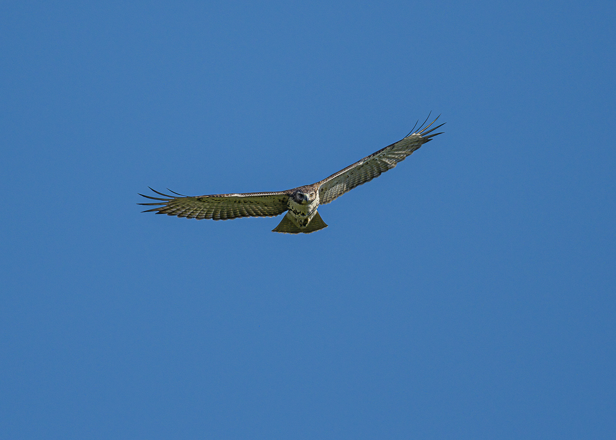 Red_Tail_hawk_4.jpg