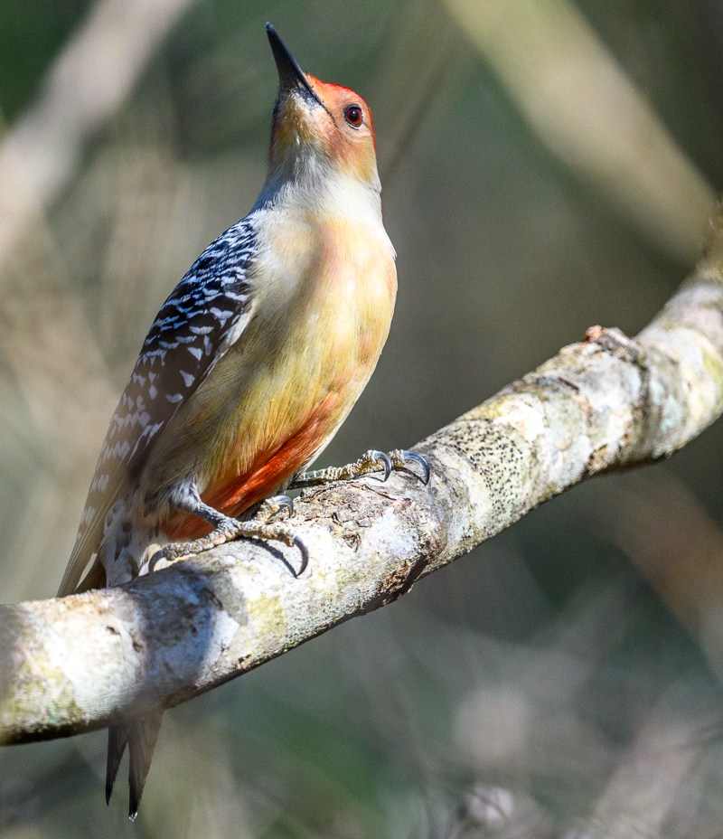 redbellied woodpecker.jpg