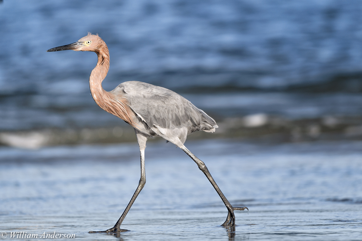 Reddish Egret, adult nonbreeding.jpg