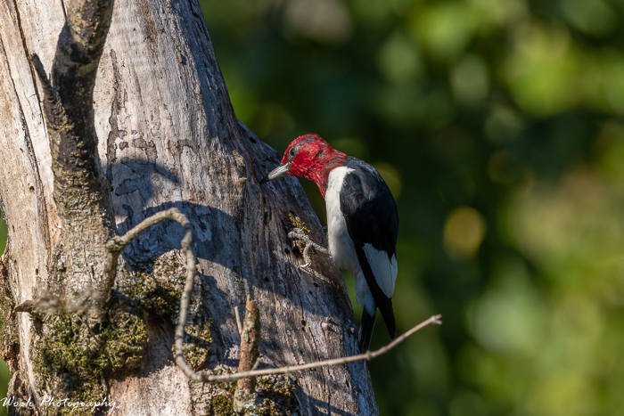 Redheaded Woodpecker-32.png