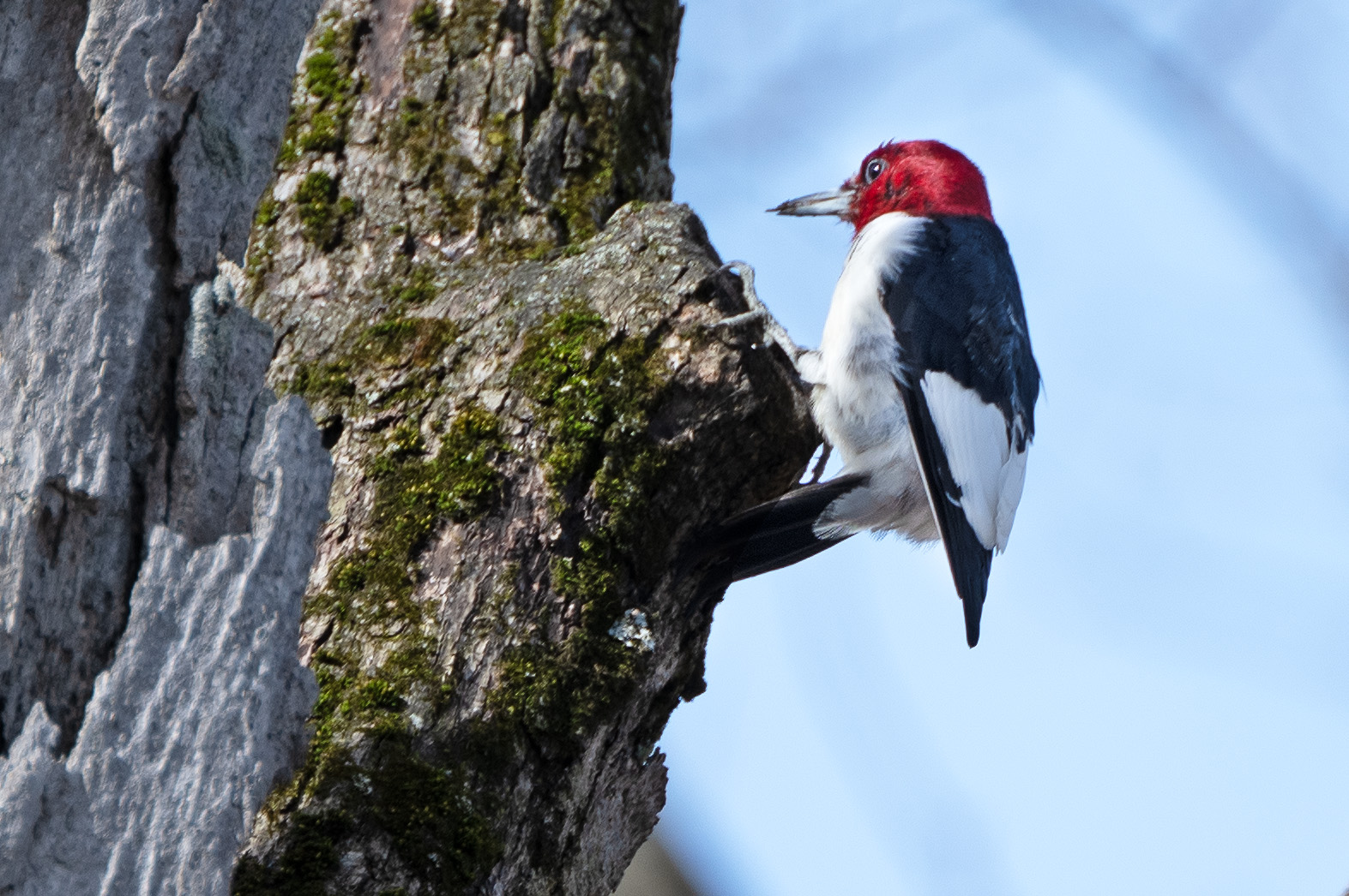 RedHeadedWoodpecker_4.JPG