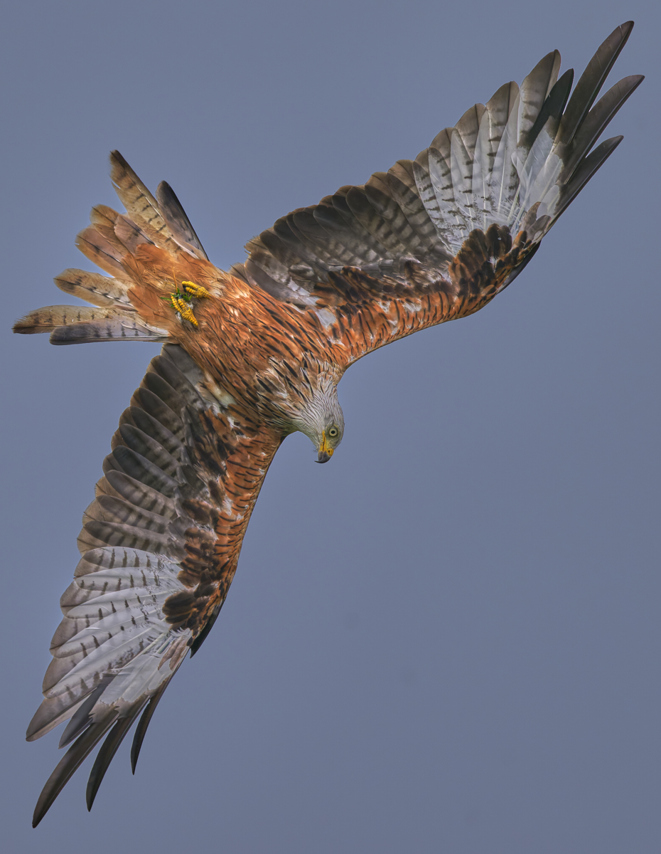 RedKite.jpg