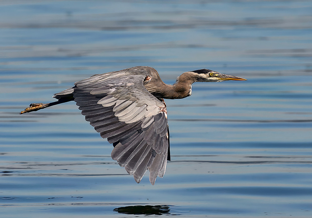 Redondo_Heron_186_1000p.jpg