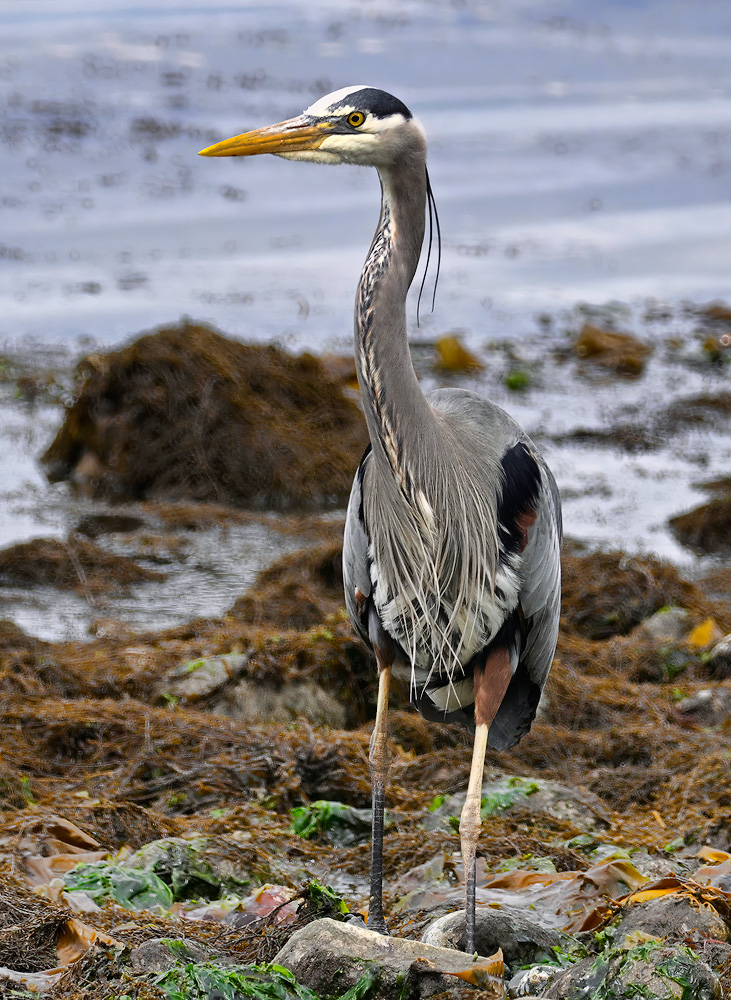 Redondo_Heron_6751_1000p.jpg