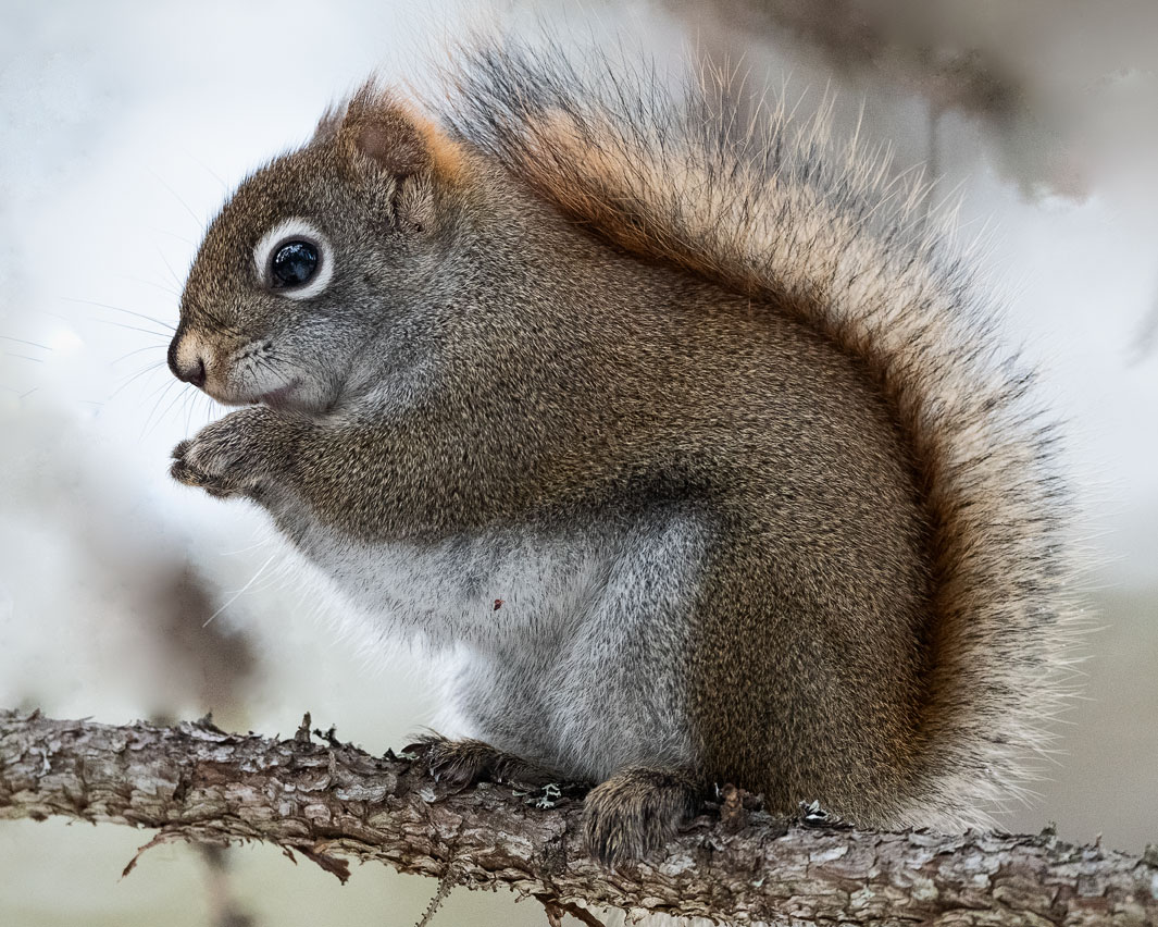 RedSquirrel-993.jpg