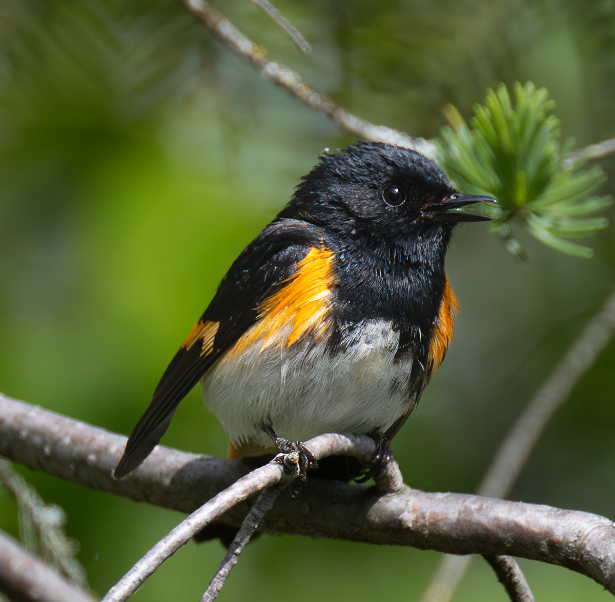 Redstart 4905.jpg