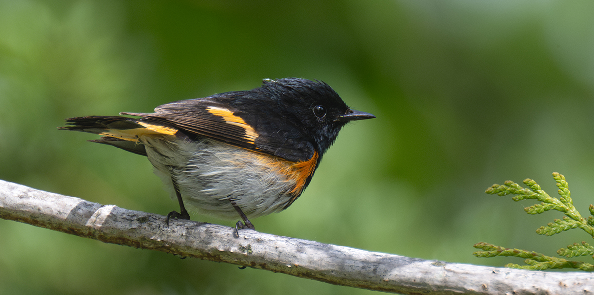 Redstart 4965.jpg