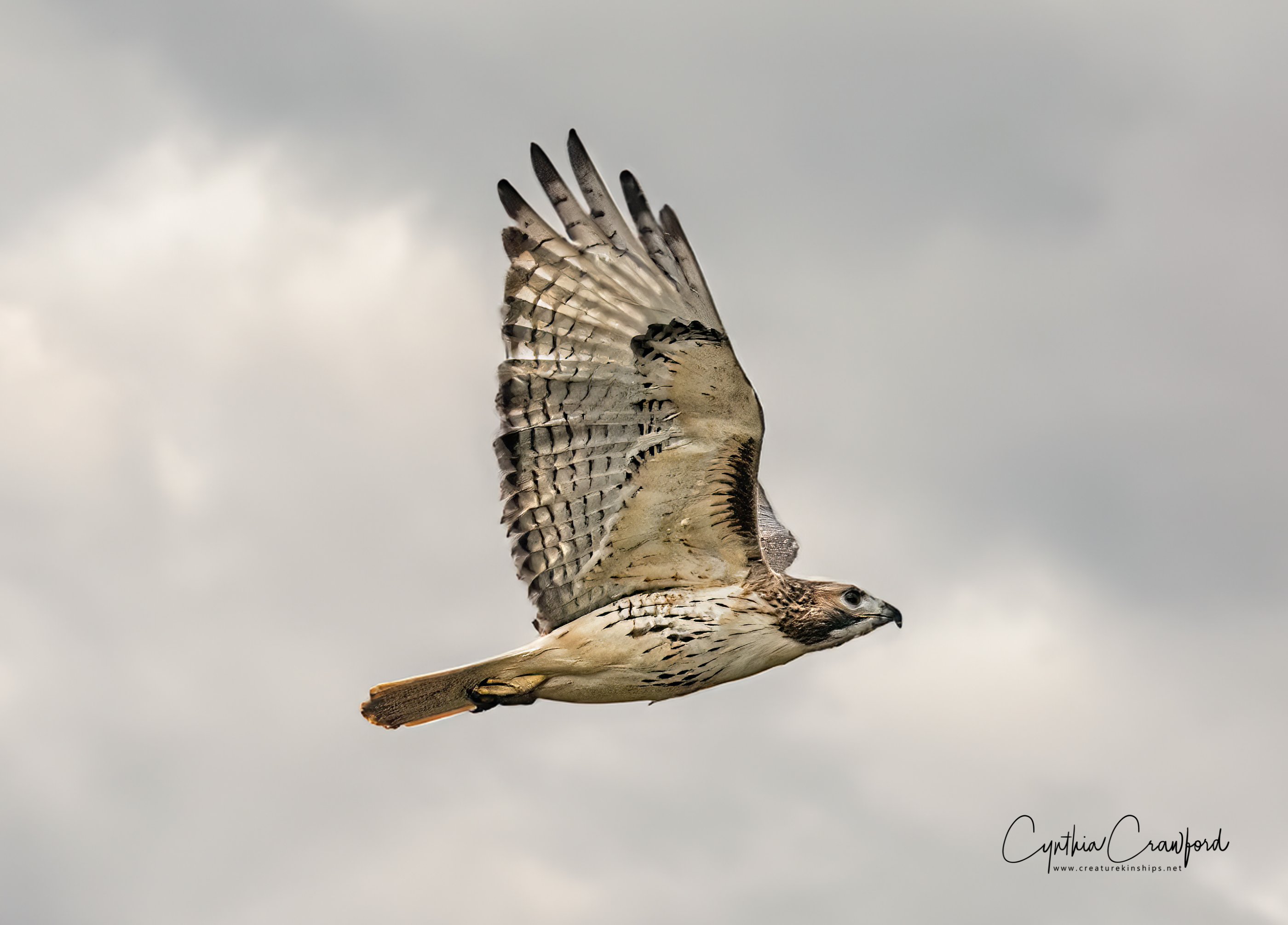 redtail.flight.fill_DSC0612.jpg