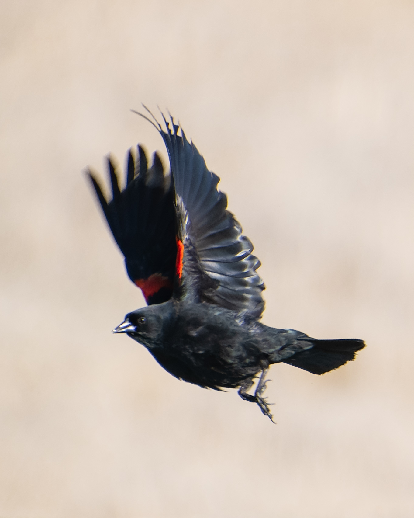 redwingblackbird.jpg
