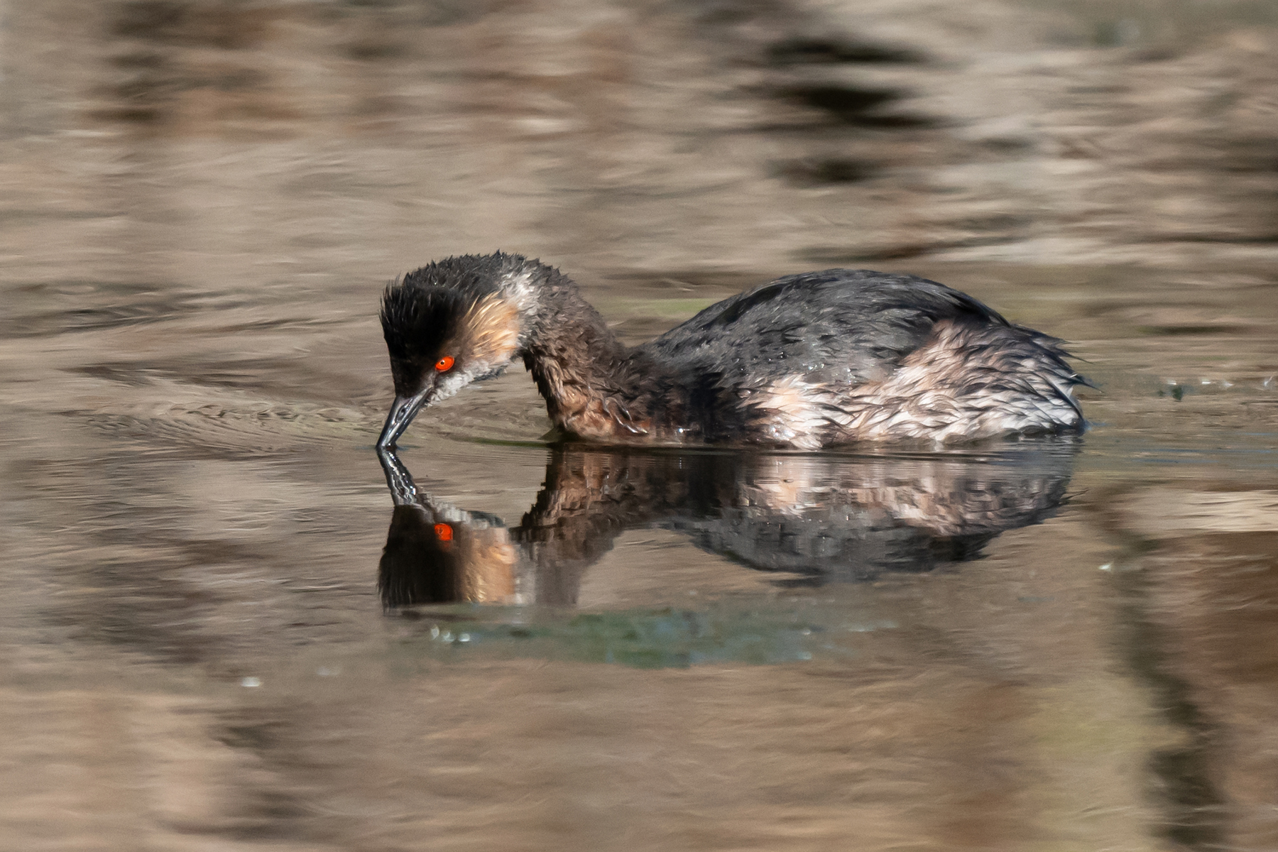 REFLECTIONS OF AN EARED GREBE 2024 _DSC9796.jpg