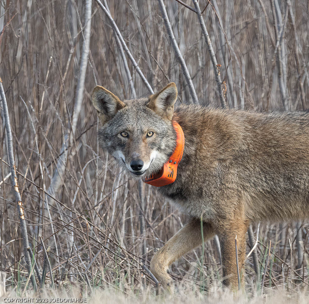 resized  Red Wolf (1 of 1).jpg