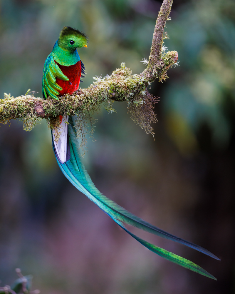 Resplendent Quetzal - Pharomachrus mocinno.jpg