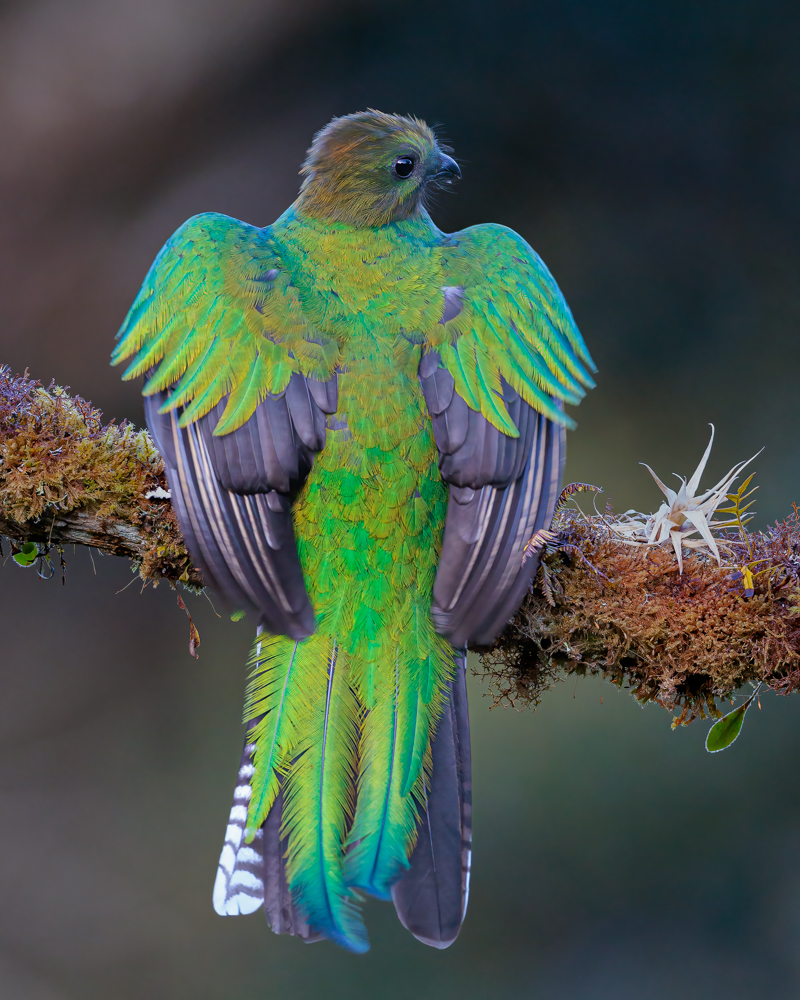 Resplendent Quetzal - Pharomachrus mocinno-R5B16281.jpg