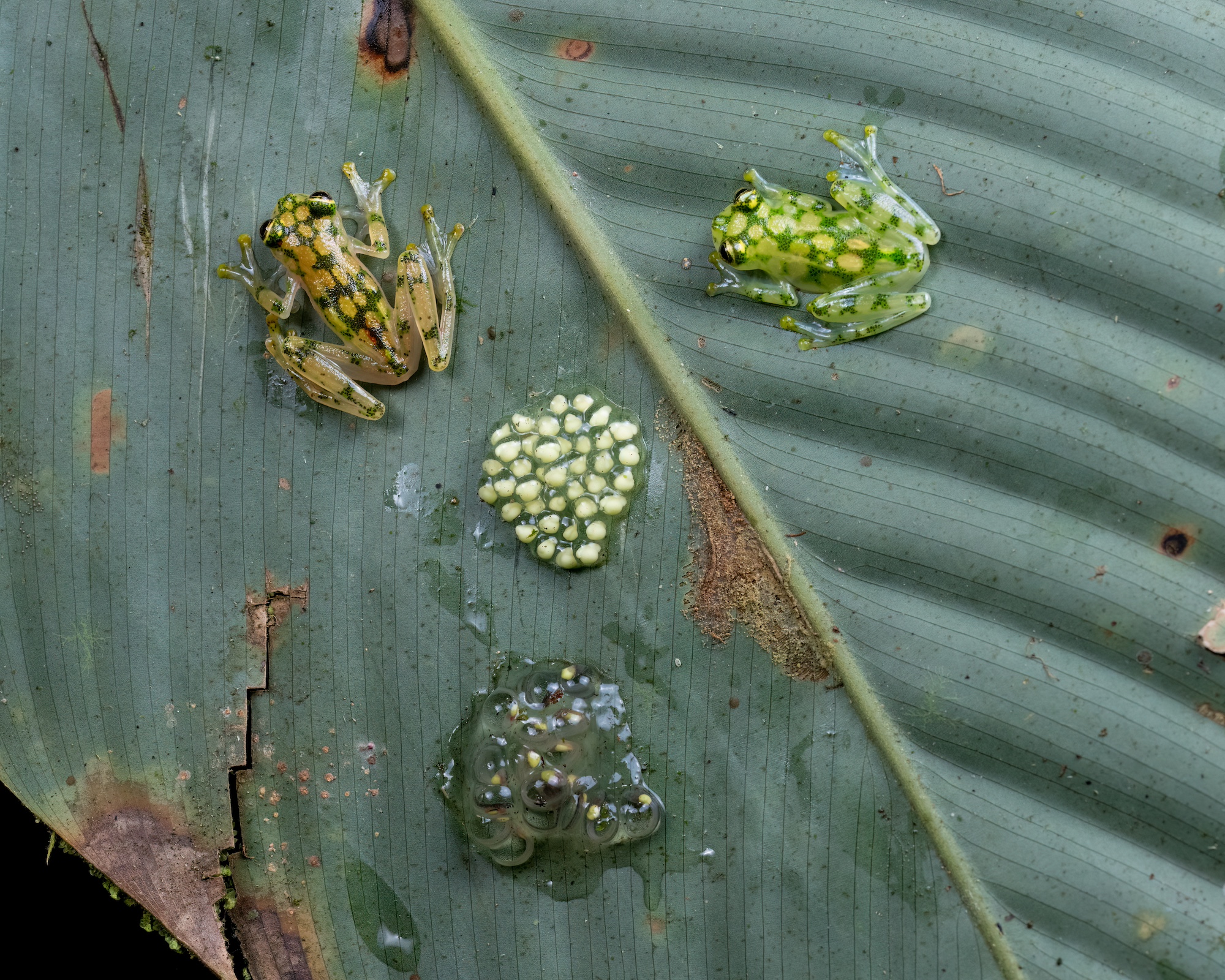 Reticulated Glass Frogs (female left, male right) and eggs on a leaf.jpg