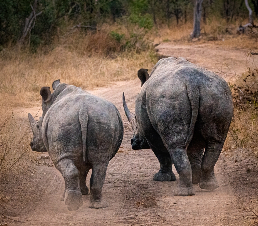 Rhino Mother and baby - web.jpg