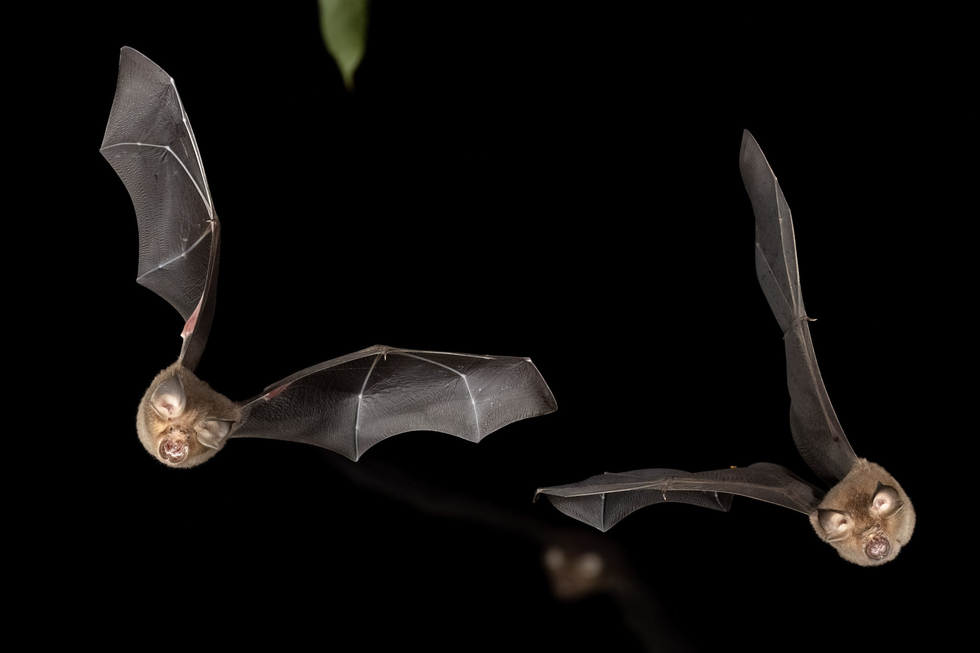  Rhinolophus creaghi-20240214-0552_CMF8382_Gomantong-Edit.jpg