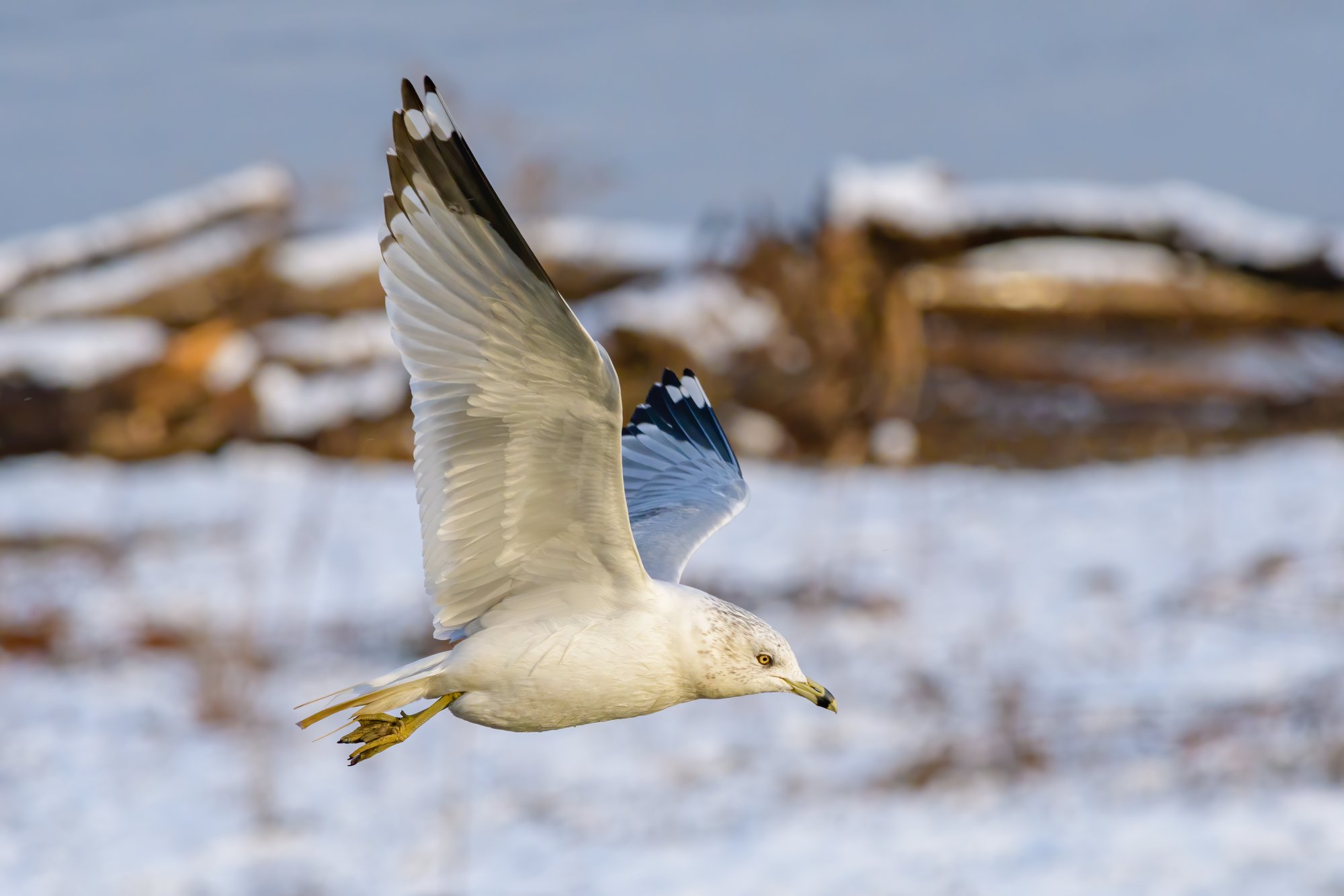 Ring-billed 2.jpg