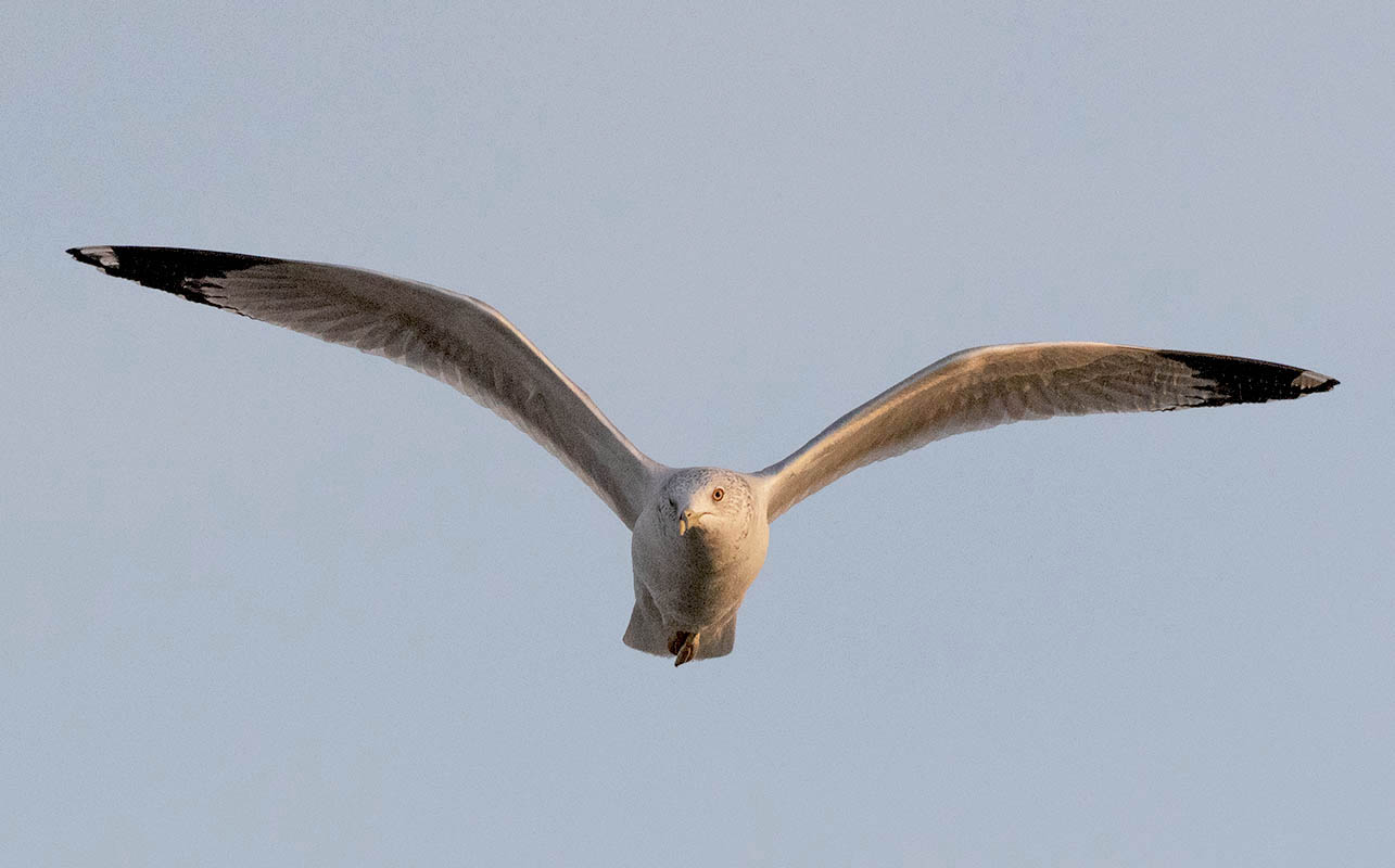 Ring-billed Gull 500_9705.jpg