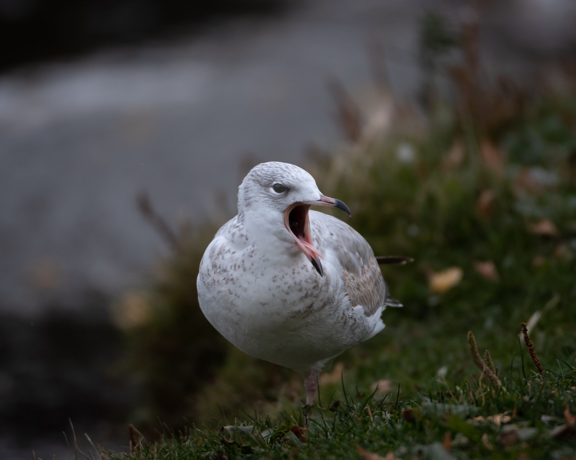 ring billed gull mouth open.jpg