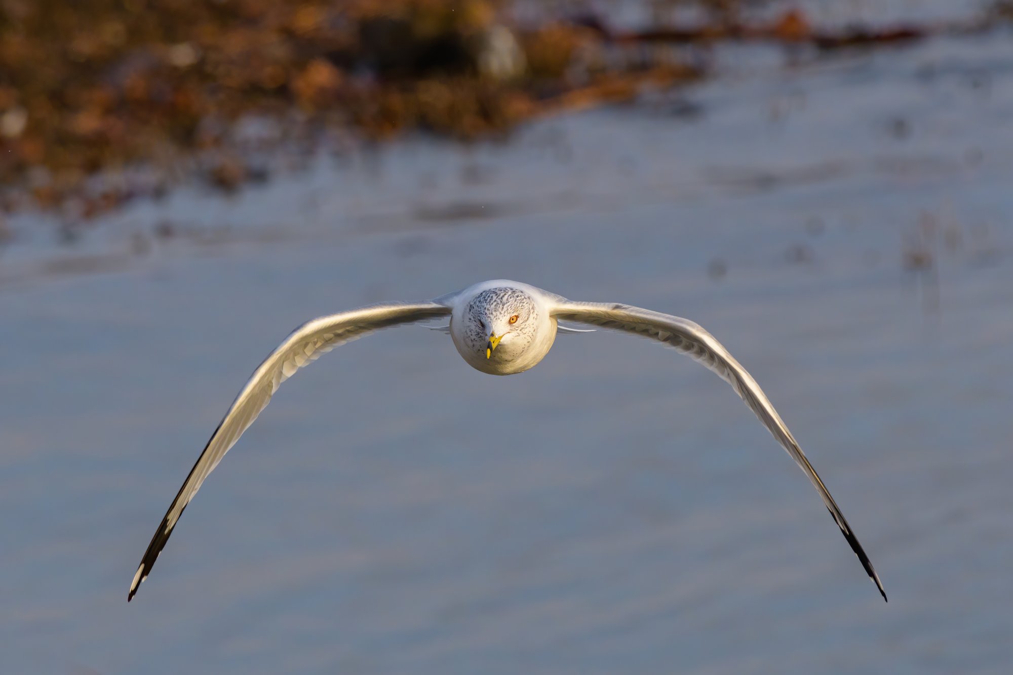 Ring-billed.jpg