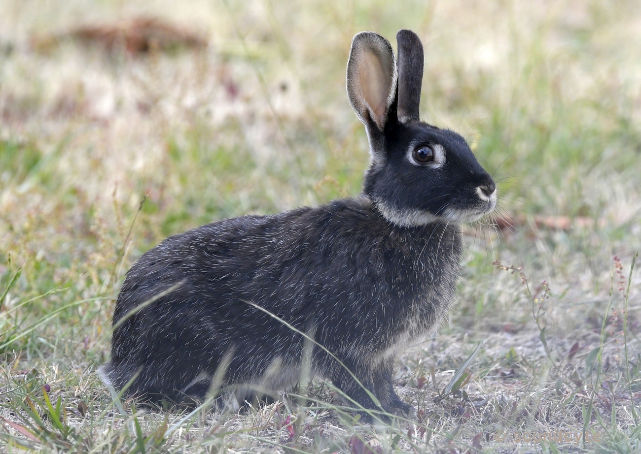 Ring-necked_Rabbit_110121_BCG.jpg