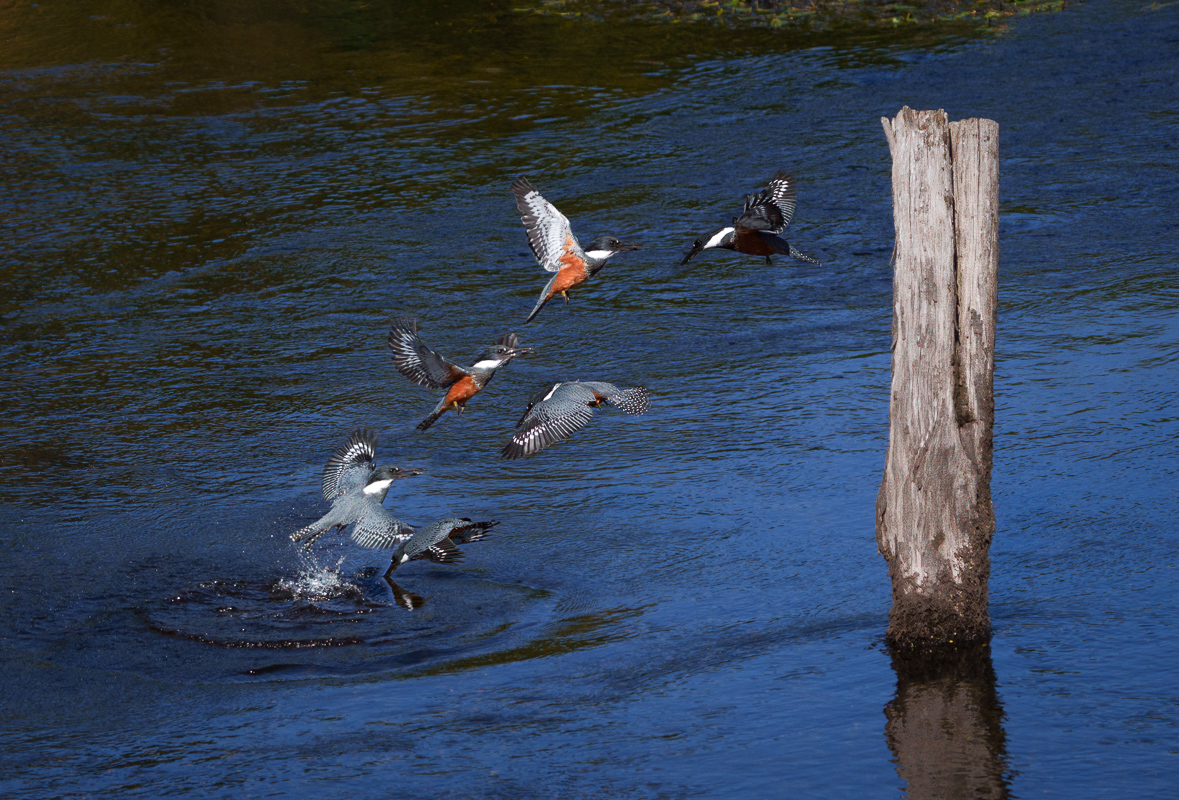 Ringed Kingfisher montage-Chiloe.jpg