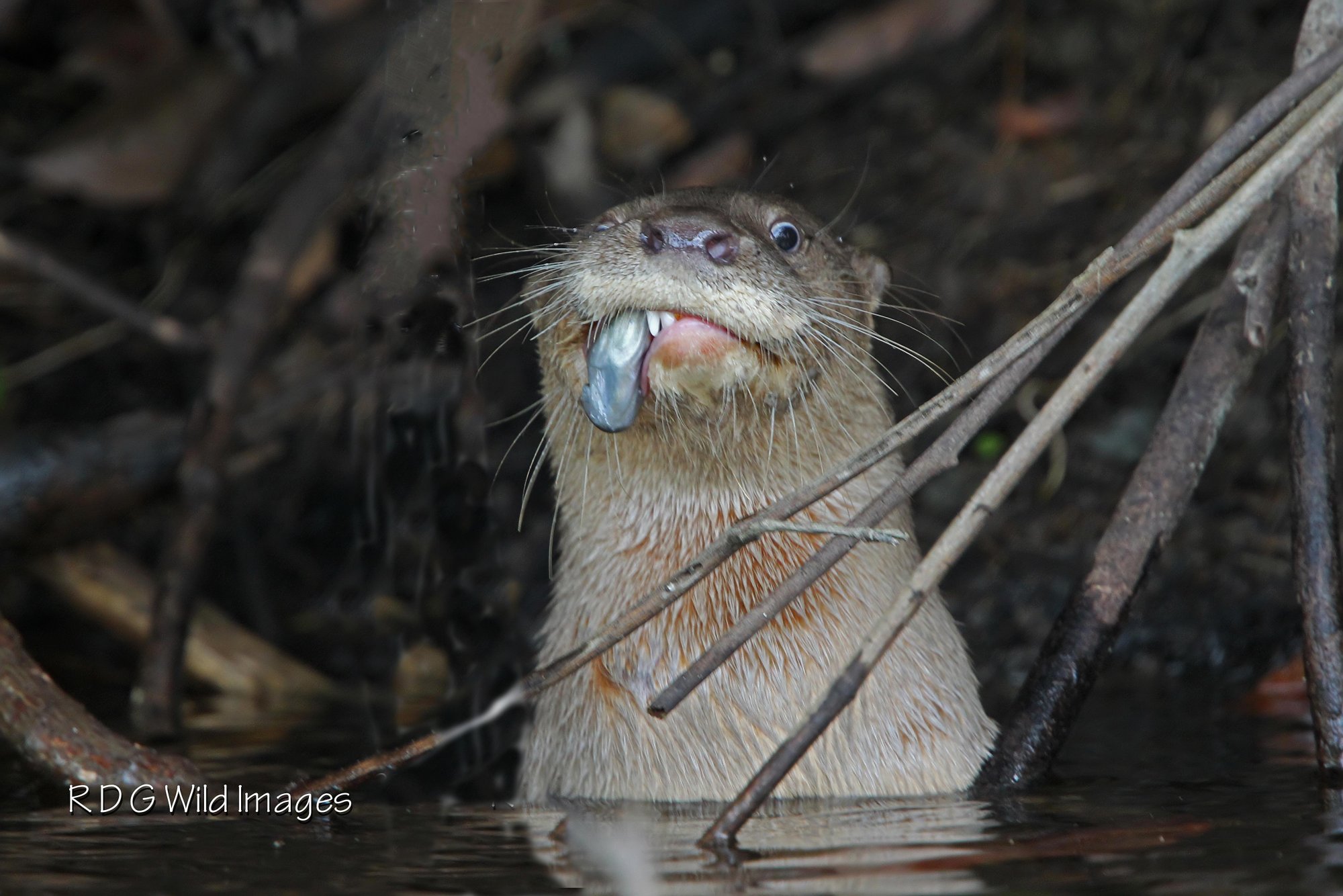 River Otter 1,5.jpg