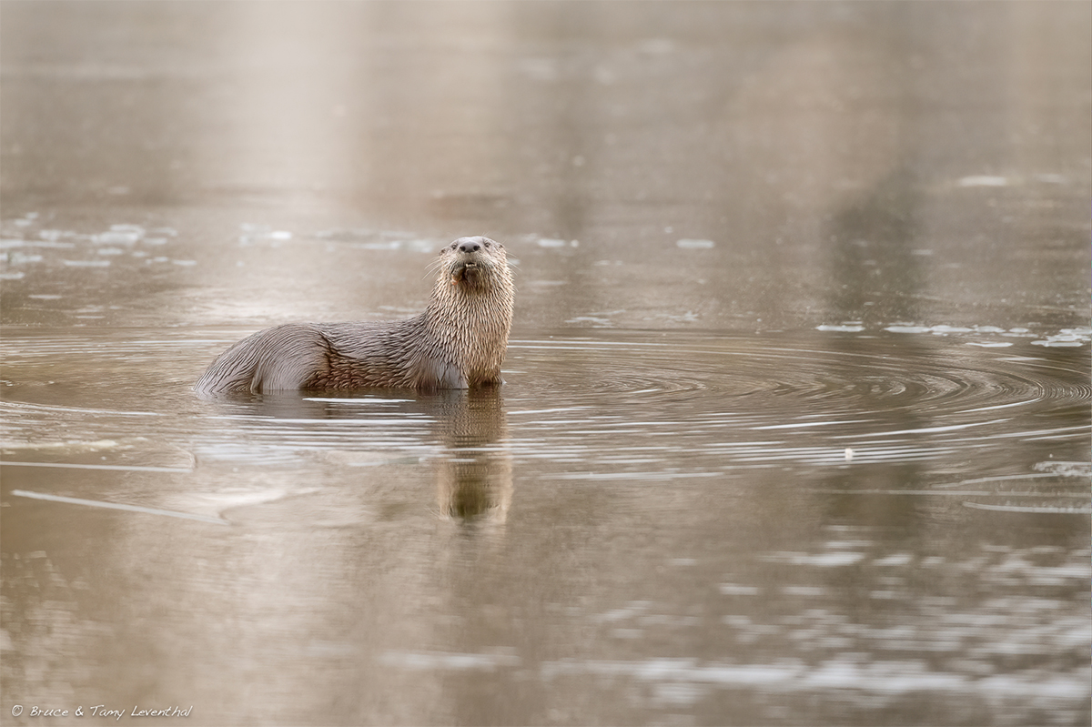 River Otter_BL00963-Edit-Edit.jpg