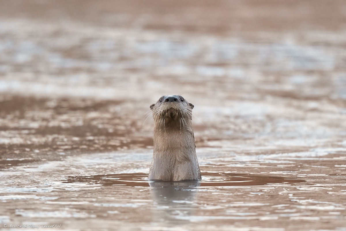 RiverOtter_LEV5375-Edit-Edit.jpg