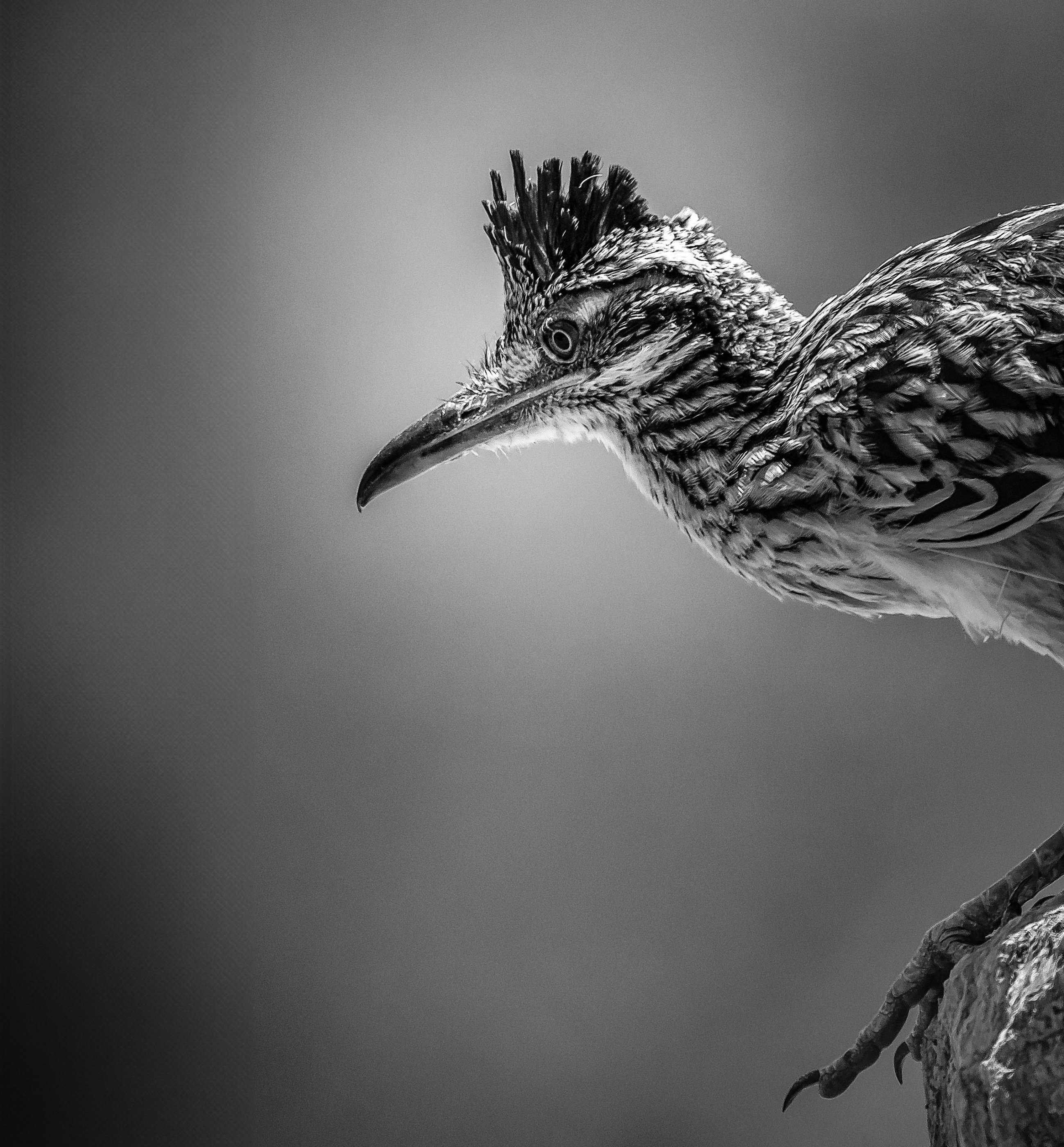  Roadrunner B&W - _MDH0990 - July 31, 2024.jpg