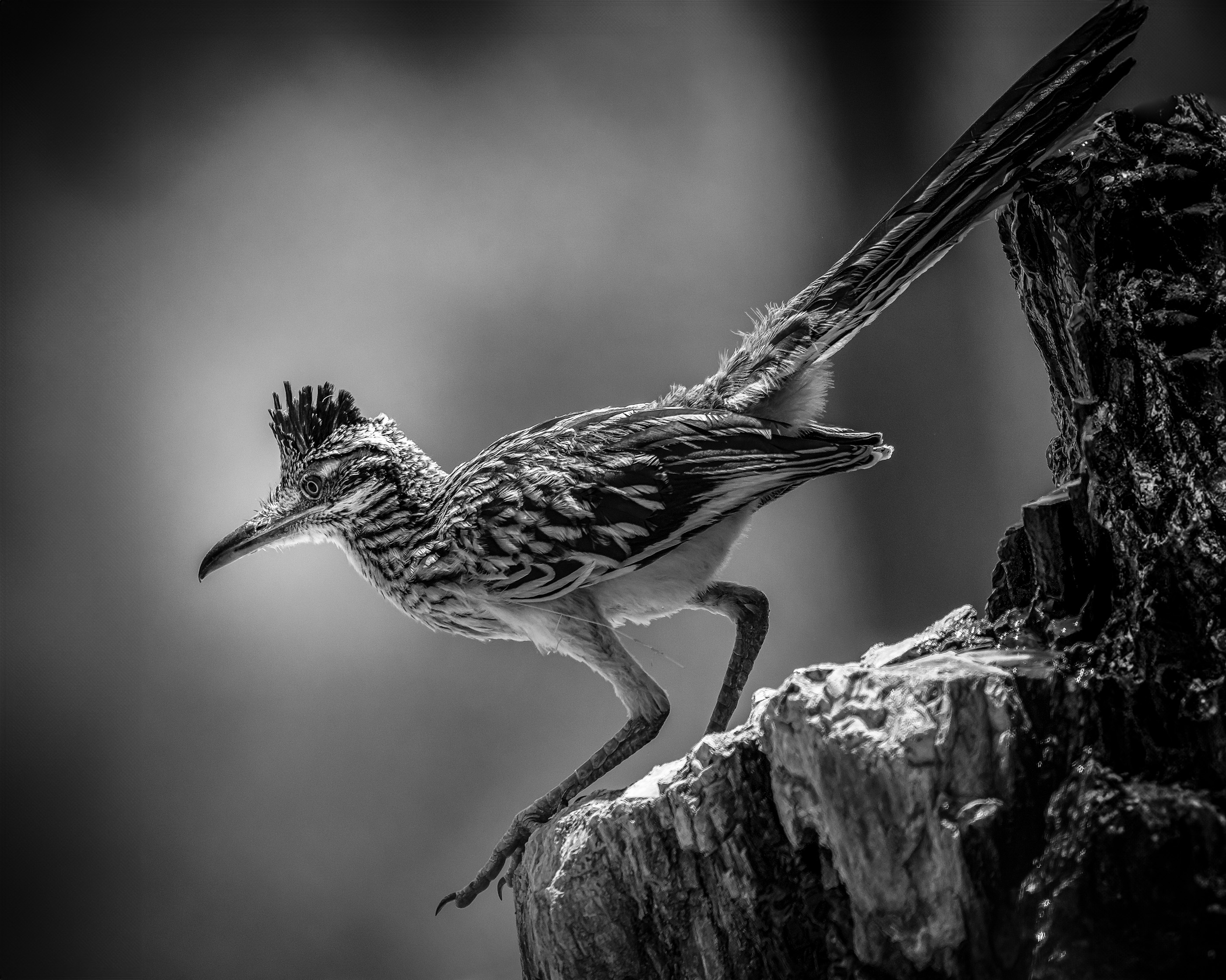  Roadrunner B&W Full - _MDH0990 - July 31, 2024.jpg