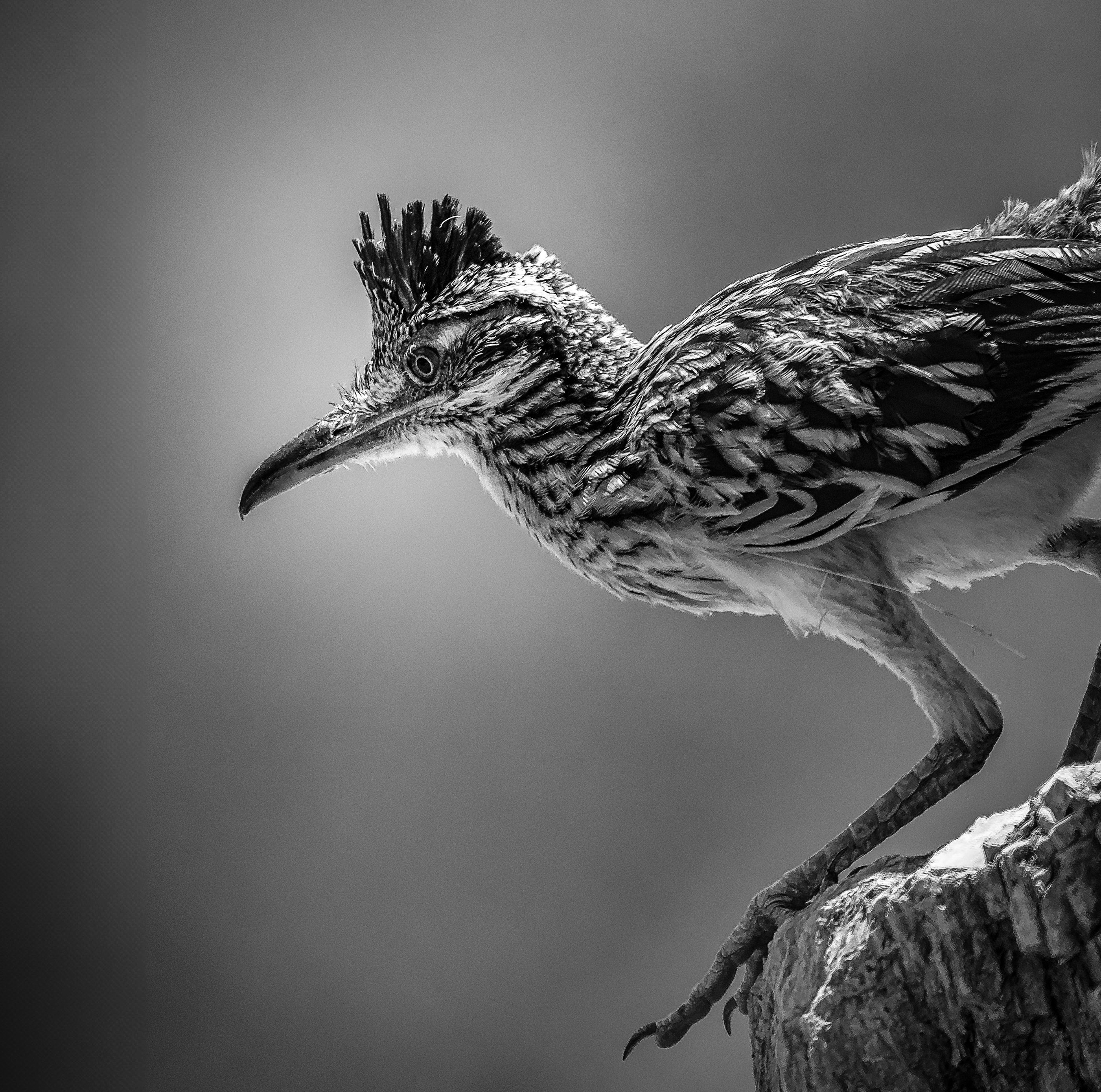  Roadrunner B&W Medium Crop - _MDH0990 - July 31, 2024.jpg