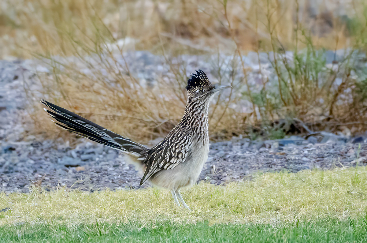 Roadrunner BCG PA253030.jpg