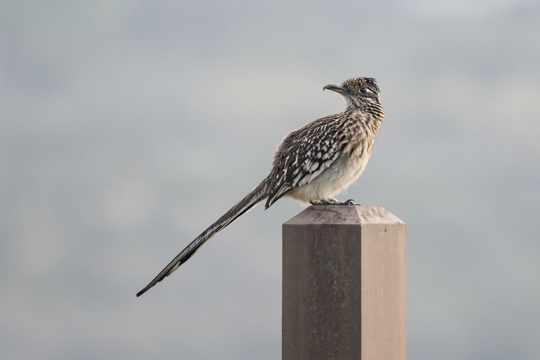 roadrunner DSC_4461 720.jpg