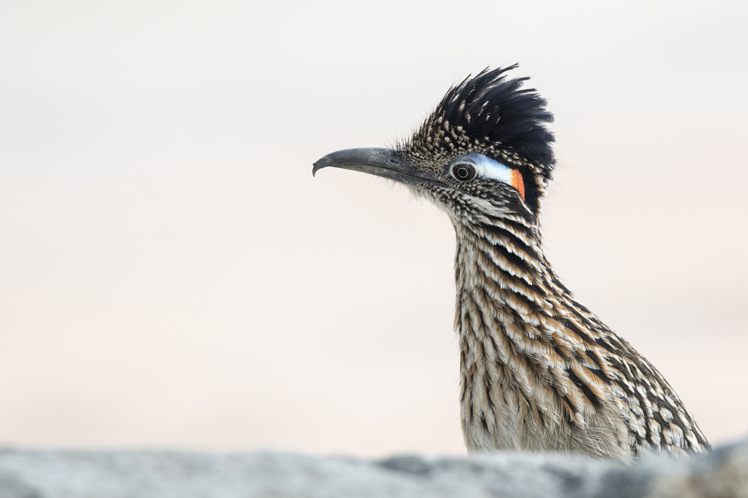 roadrunner DSC_4496 201702 720.jpg